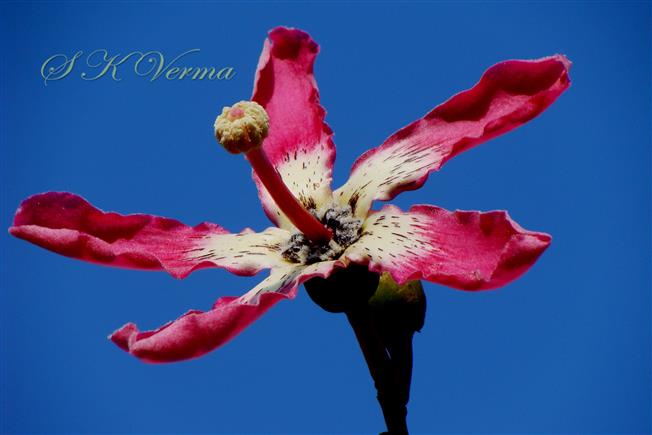  Flower